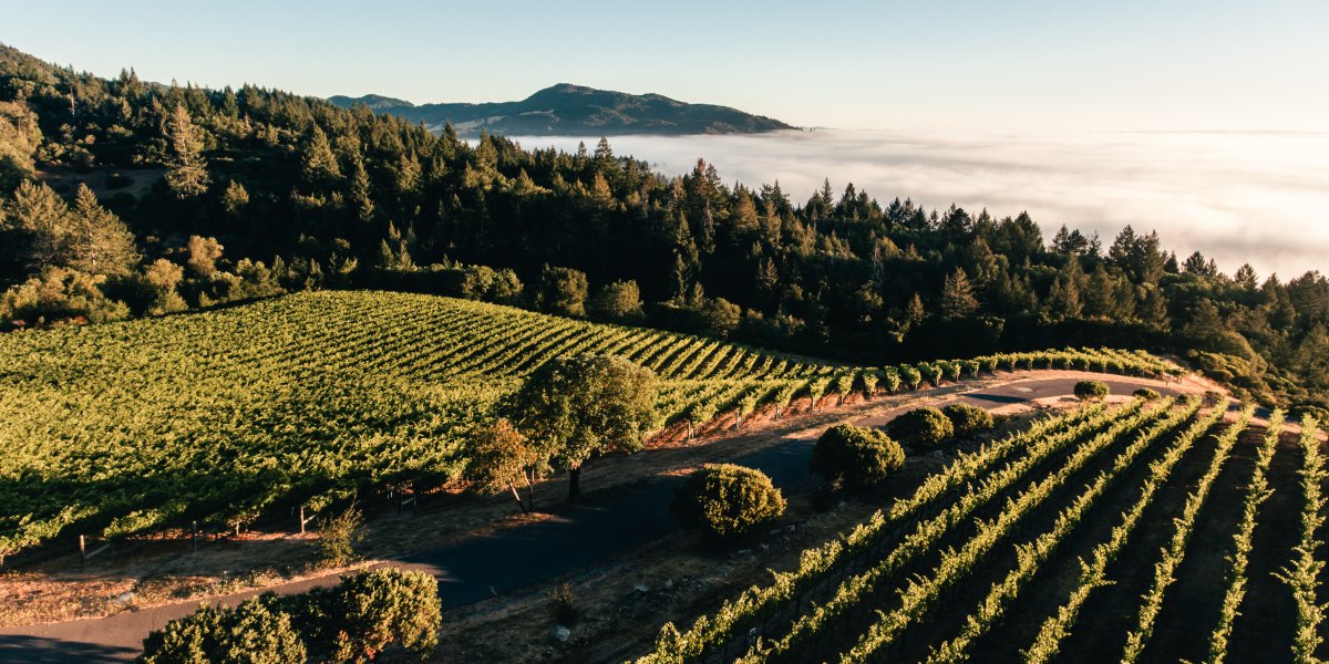 Aerial Shot of Mt Brave Vineyard