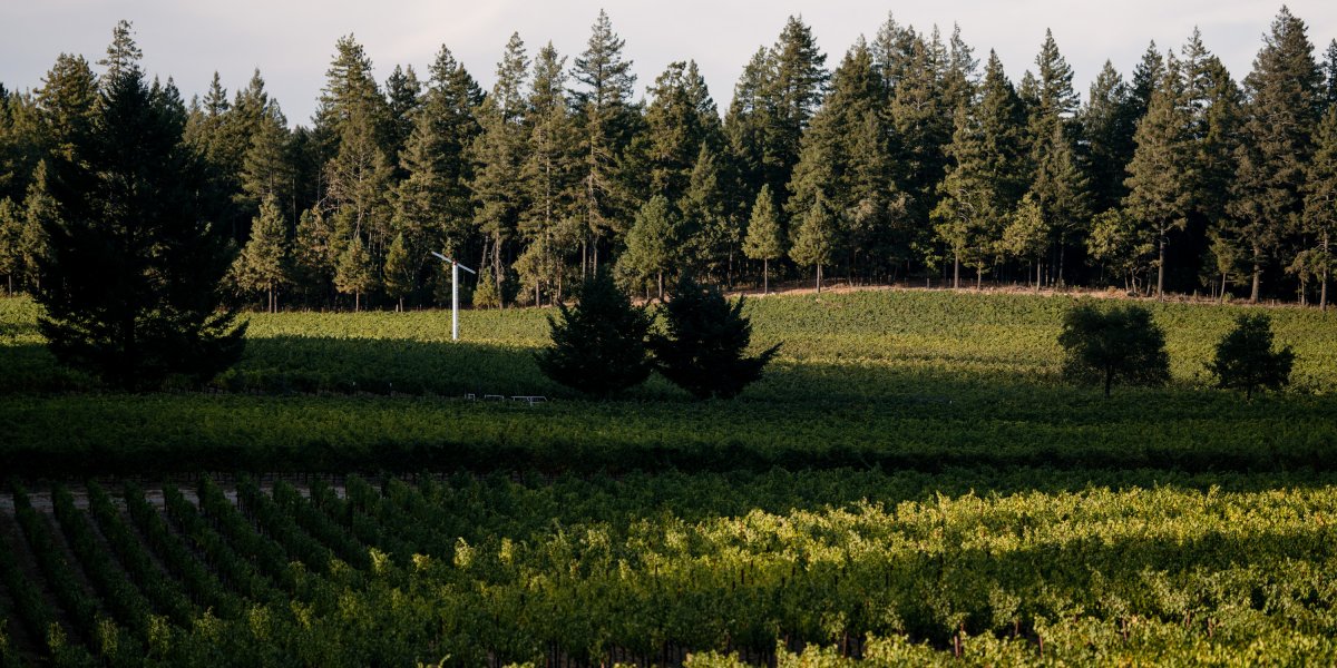 La Jota Vineyard Co. Vineyard Image