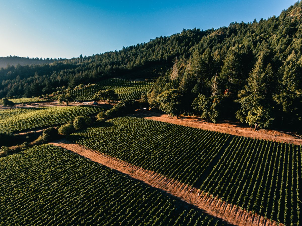 Mt. Brave Aerial shot of Vineyards